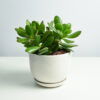 Add a touch of elegance to your space with the Jade Plant (Crassula Ovata), also known as the Money Plant. Standing 15-20 cm tall, this hardy, low-maintenance succulent comes in a sleek white ceramic pot, making it a perfect addition to your home or office. Renowned for its thick, glossy leaves and air-purifying qualities, the Jade Plant brings a fresh, vibrant look to any room while symbolizing good luck and prosperity. Ideal for beginners, it thrives in indirect sunlight and requires minimal watering. Order now for fresh delivery across the UAE!