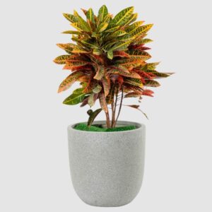 Croton Petra