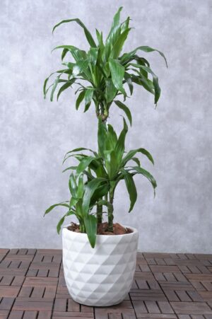 Dracaena Janet Craig 3PP