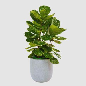 Ficus Lyrata