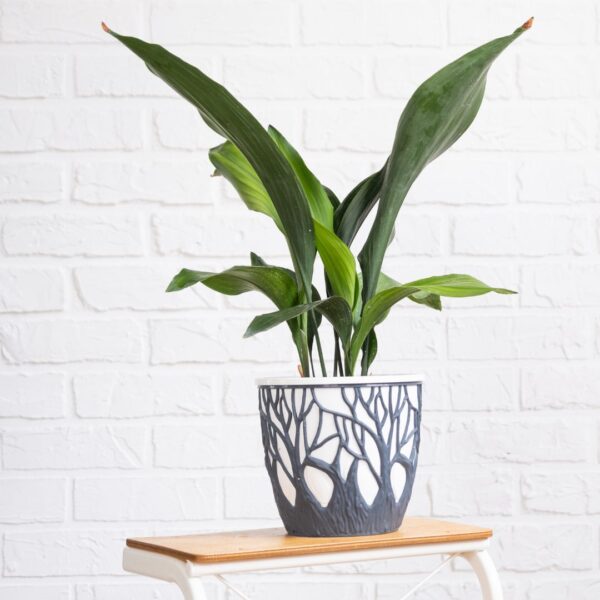 Meet the Aspidistra, a classic and enduring plant that exudes timeless elegance in indoor spaces. Scientifically known as Aspidistra, this plant is characterized by its lush, dark green leaves that gracefully arch and create a sophisticated atmosphere. Renowned for its ability to thrive in low-light conditions, the Aspidistra is often referred to as the "cast iron plant" due to its robust nature. Ideal for both homes and offices, this low-maintenance plant adds a touch of refined beauty to any setting. Elevate your interior decor with the enduring charm of the Aspidistra – a symbol of resilience and understated grace.