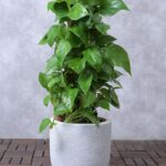 Money Plant