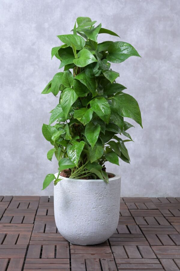 Money Plant