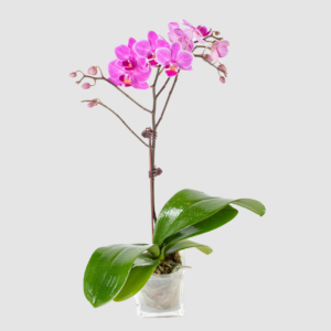 Phalaenopsis Dwarf- Pink with Stripe Single Stem