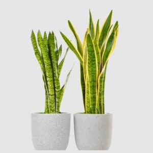 Buy Snake Plant Sansevieria Online in UAE with Free.delivery