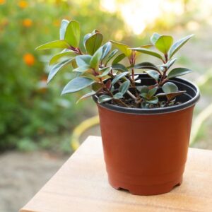 Lipstick Plant