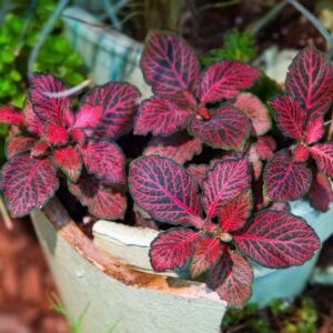 Fittonia Forest Flame