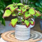 Coleus Mix