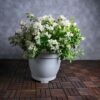 Bougainvillea Glabra White