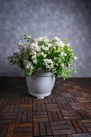 Bougainvillea Glabra White