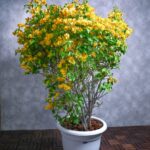 Bougainvillea Yellow