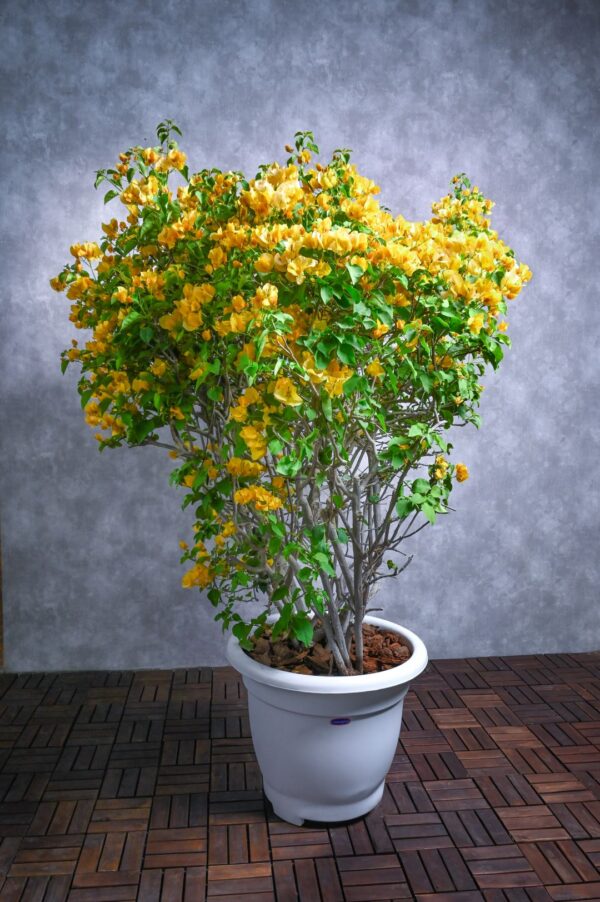 Bougainvillea Yellow