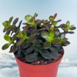 Crassula Minor