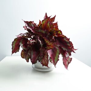 Begonia rex - Painted-leaf