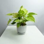 Buy Neon Pothos (Epipremnum aureum) online in UAE with free delivery and freshness guarantee. Join over 20,000 satisfied customers. Shop now at Adplants