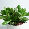 Mini jade plant