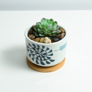 Buy succulent online in UAE