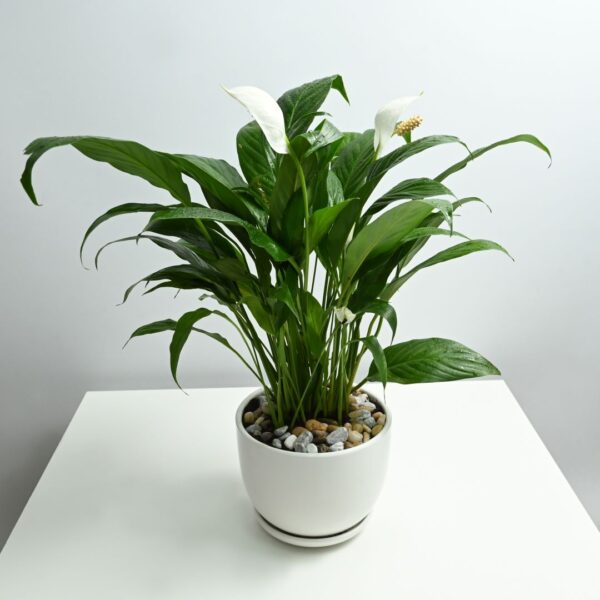 Buy Peace Lily from Adplants with free shipping and freshness guarantee. Enjoy low price guarantee on all indoor plants. Order now for a greener space!