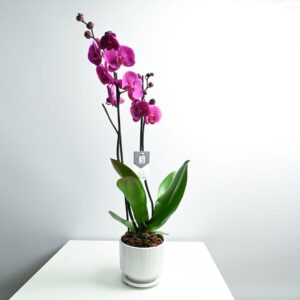 Double Purple Orchid Phalaenopsis