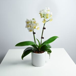 Double White Orchid Phalaenopsis Dwarf