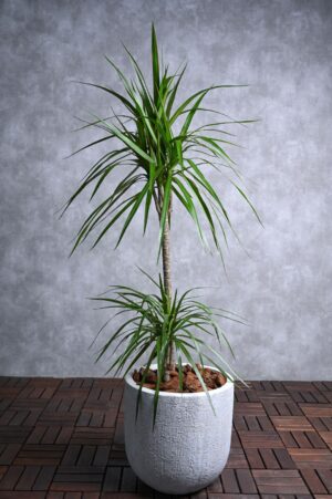 Dracaena Marginata - Dragon Tree