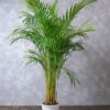 areca palm