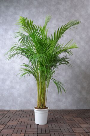 areca palm