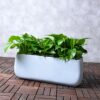 Buy Global Green Pothos,Epipremnum Pothos, in UAE with a ceramic or plastic pot. Perfect for desktops or floors, easy care, and air-purifying. Shop now for fresh delivery!"