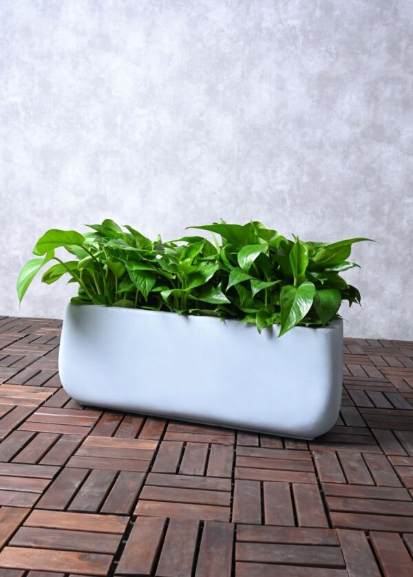 Buy Global Green Pothos,Epipremnum Pothos, in UAE with a ceramic or plastic pot. Perfect for desktops or floors, easy care, and air-purifying. Shop now for fresh delivery!"