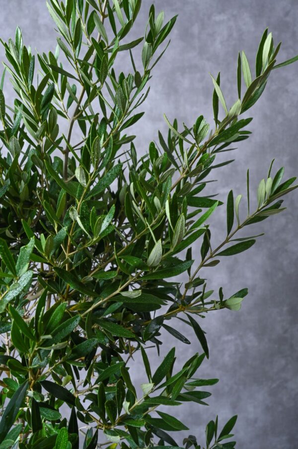 Olive Tree