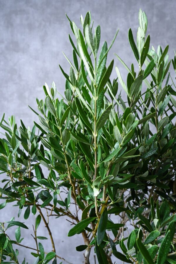 Olive Tree