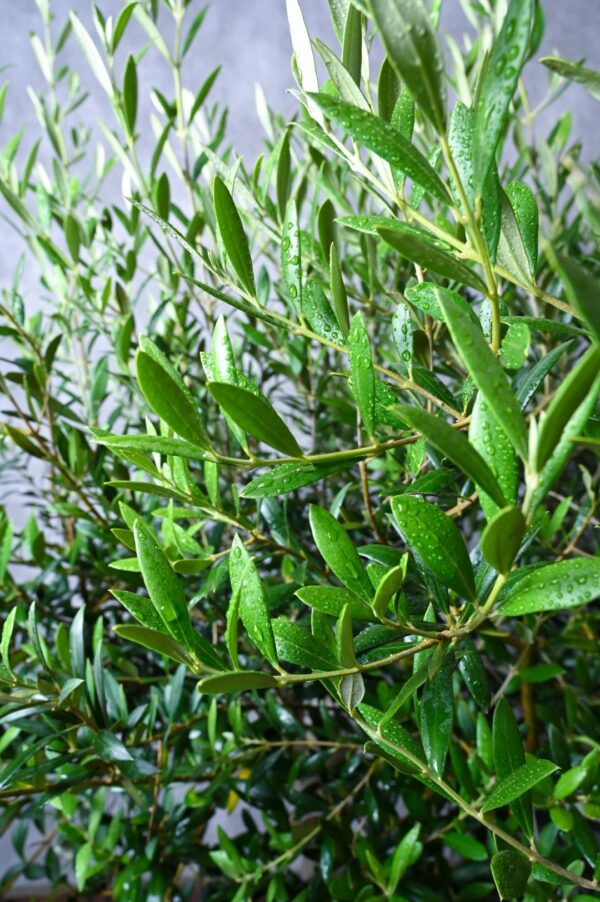 Olive Tree