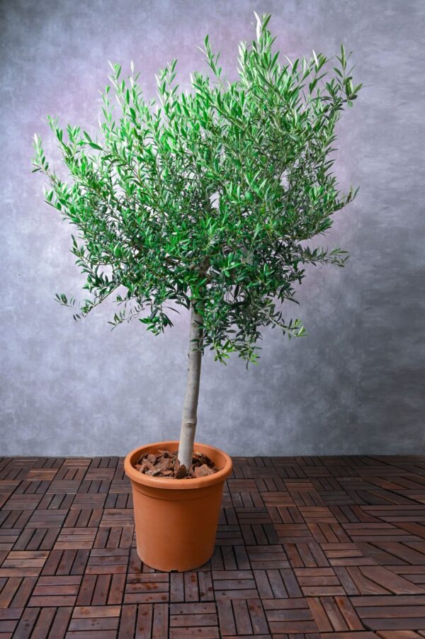 Olive Tree