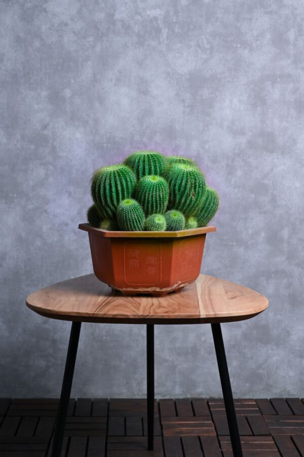 Balloon Cactus