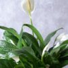 spathiphyllum peace lily