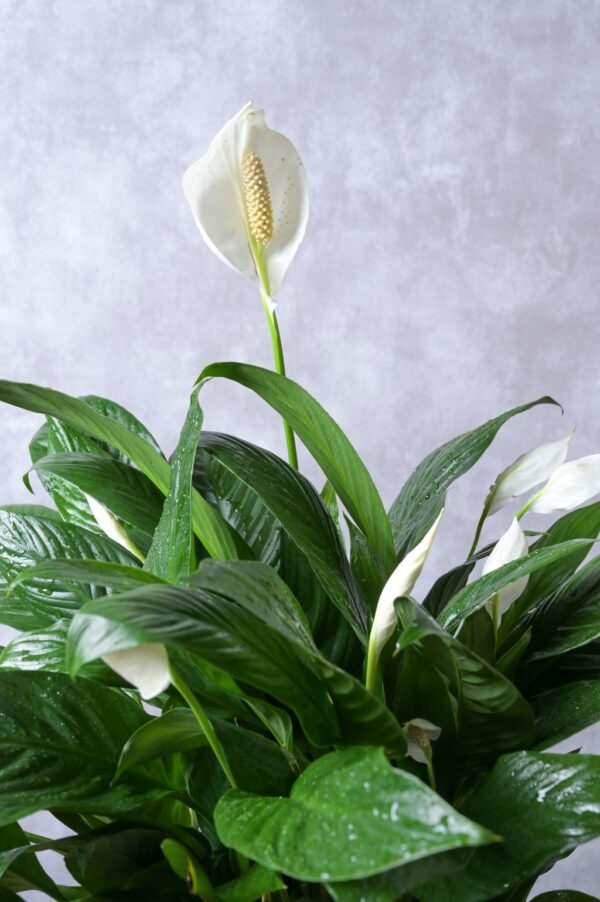 spathiphyllum peace lily