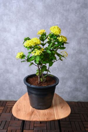 Jungle geranium - Ixora coccinea