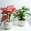 Clean Air Duo: Aglaonema Commutatum and Monstera Deliciosa