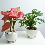 Clean Air Duo: Aglaonema Commutatum and Monstera Deliciosa