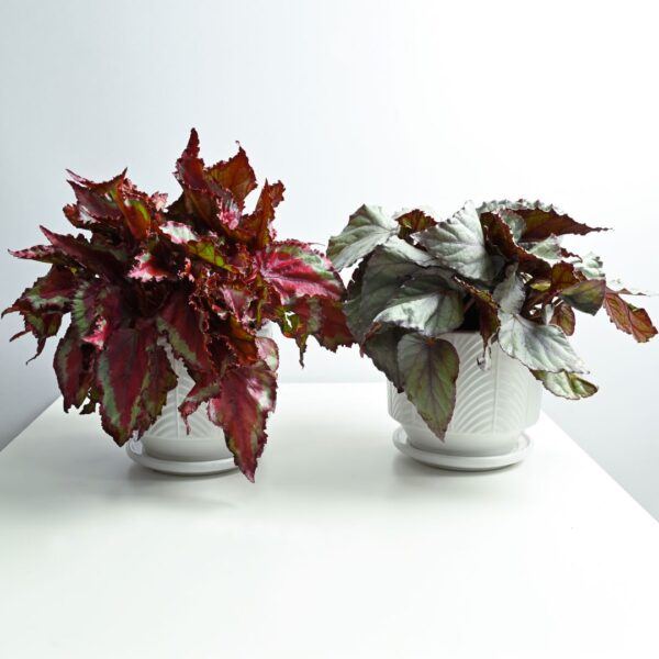 Clean Air Begonia Duo: Two Stunning Air-Purifying Plants