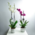 Orchid Double Large Bundle: White and Purple Phalaenopsis