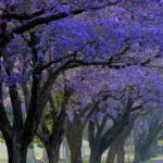 Blue Jacaranda can thrive in the UAE with the right care, providing a stunning display of blue-purple flowers that will enhance any garden. With attention to watering, sunlight, and pruning, your tree will flourish, even in the region’s challenging climate