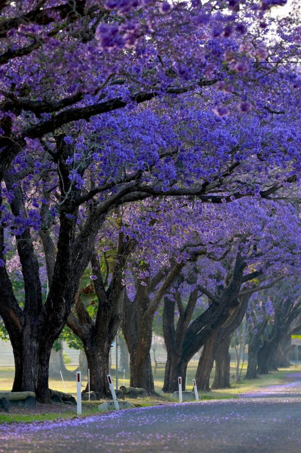 Blue Jacaranda can thrive in the UAE with the right care, providing a stunning display of blue-purple flowers that will enhance any garden. With attention to watering, sunlight, and pruning, your tree will flourish, even in the region’s challenging climate