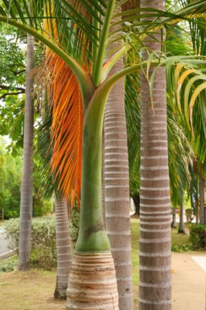 Buy Royal palm tree online in UAE with free delivery from adplants.com