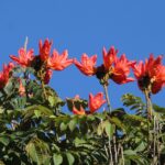 Buy the Albizia Lebbeck online in UAE and bring home the elegant, fast-growing tree known for its fragrant, creamy-white blooms and feathery foliage. Standing at 4-5 meters in height, the Albizia Lebbeck is perfect for creating shade in large gardens, parks, or along driveways. Delivered in a default plastic pot, this tree thrives in full sun and requires minimal care, making it ideal for those looking to add natural beauty and a tropical flair to their outdoor spaces.