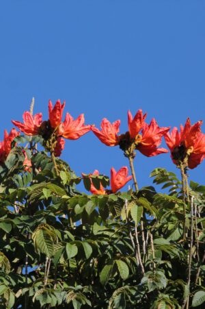 Buy the Albizia Lebbeck online in UAE and bring home the elegant, fast-growing tree known for its fragrant, creamy-white blooms and feathery foliage. Standing at 4-5 meters in height, the Albizia Lebbeck is perfect for creating shade in large gardens, parks, or along driveways. Delivered in a default plastic pot, this tree thrives in full sun and requires minimal care, making it ideal for those looking to add natural beauty and a tropical flair to their outdoor spaces.