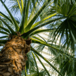 Buy Washingtonia Palm Online in UAE - Adplants.com | Indoor & Outdoor Plant Care