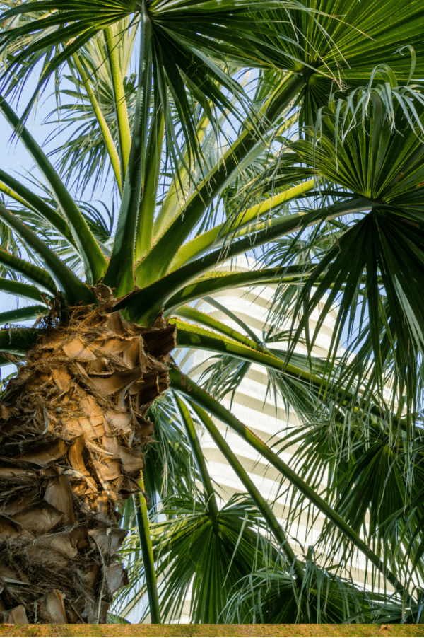 Buy Washingtonia Palm Online in UAE - Adplants.com | Indoor & Outdoor Plant Care