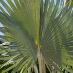 Buy Bismarckia palm tree Online in UAE with free delivery.