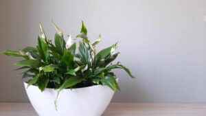 Your Ultimate Guide to a Healthy Spathiphyllumc lily